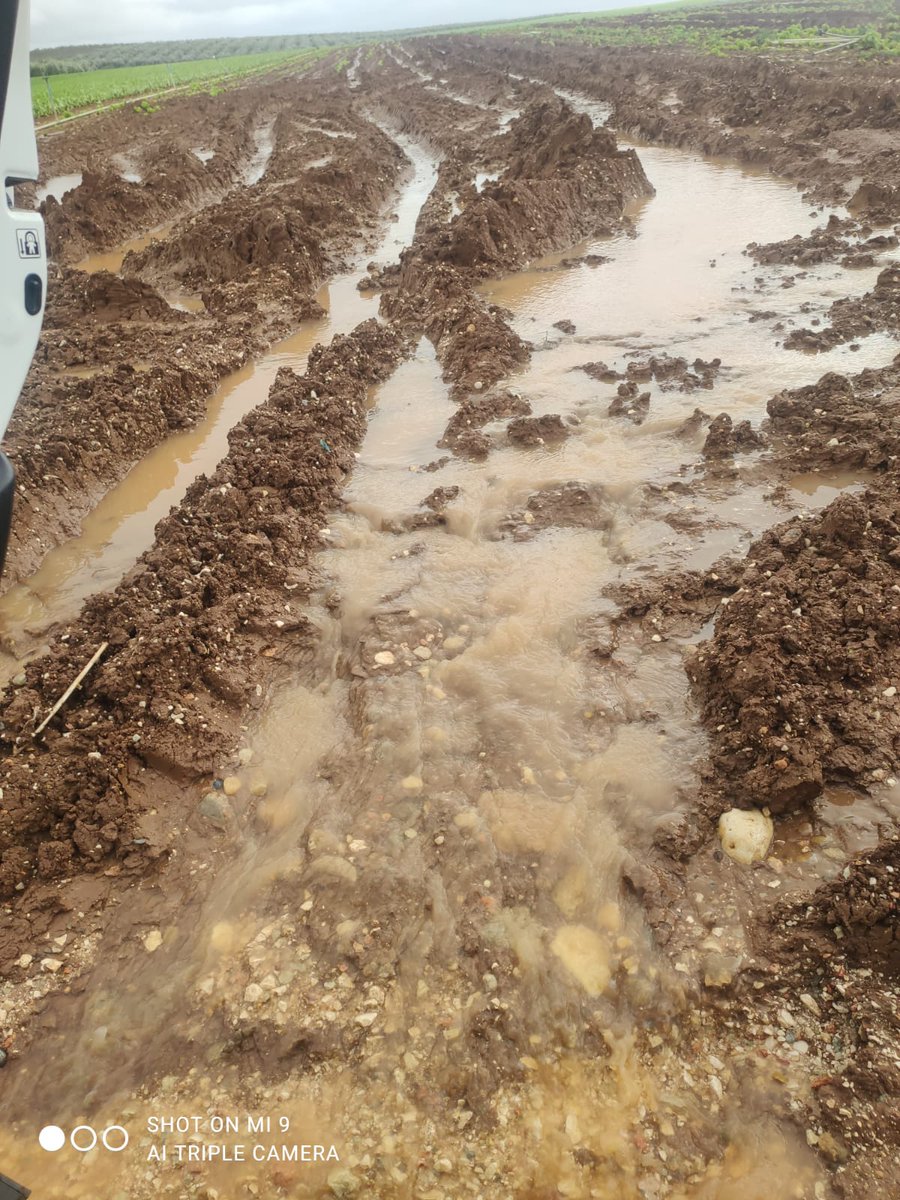 FHALMERÍA 🌱 tweet media