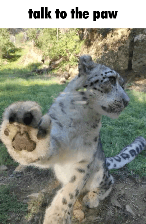 FurryFollowing tweet media