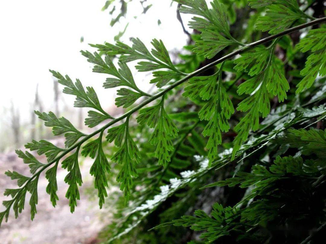 marcel pagnol tweet media