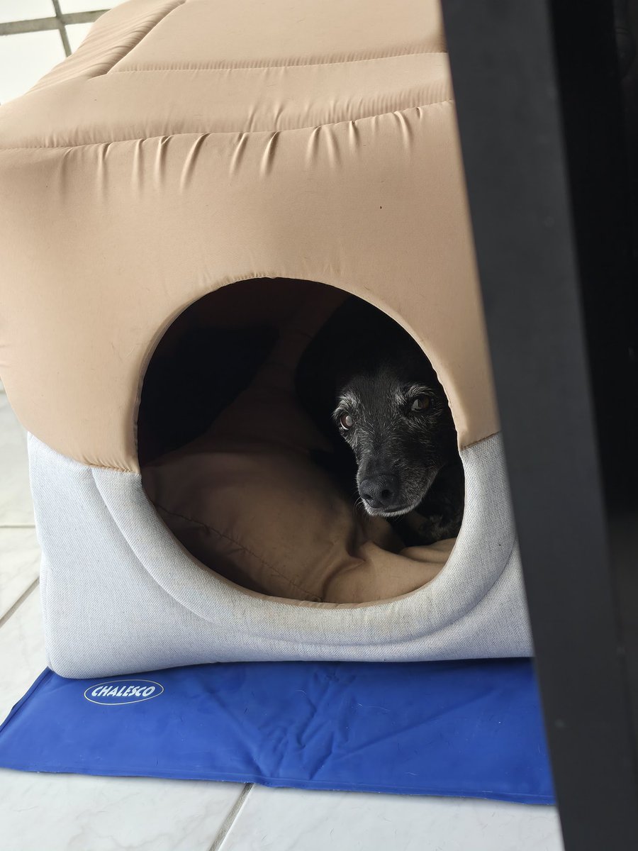 Tatu da Baixada tweet media