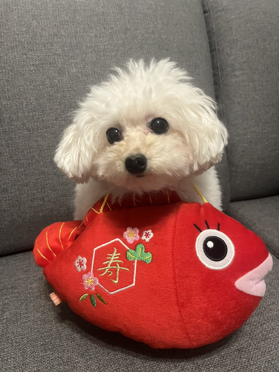 harinezum_521's tweet photo. 昨日お誕生日だったみたいで🎂💦気づくの遅くてごめんなさい🙇🏻⋱
今日しっかりHappy Birthday 🐶🎂🎉
お祝いさせてもらいました☺️
いつも癒しをありがとう😊 https://t.co/lEwCvHBjps