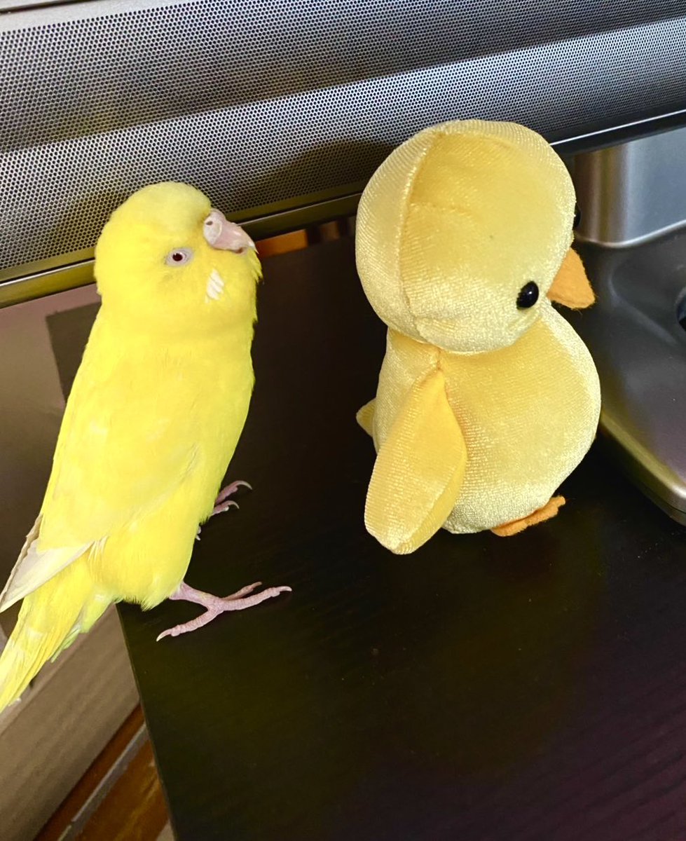 ポピ助 tweet media