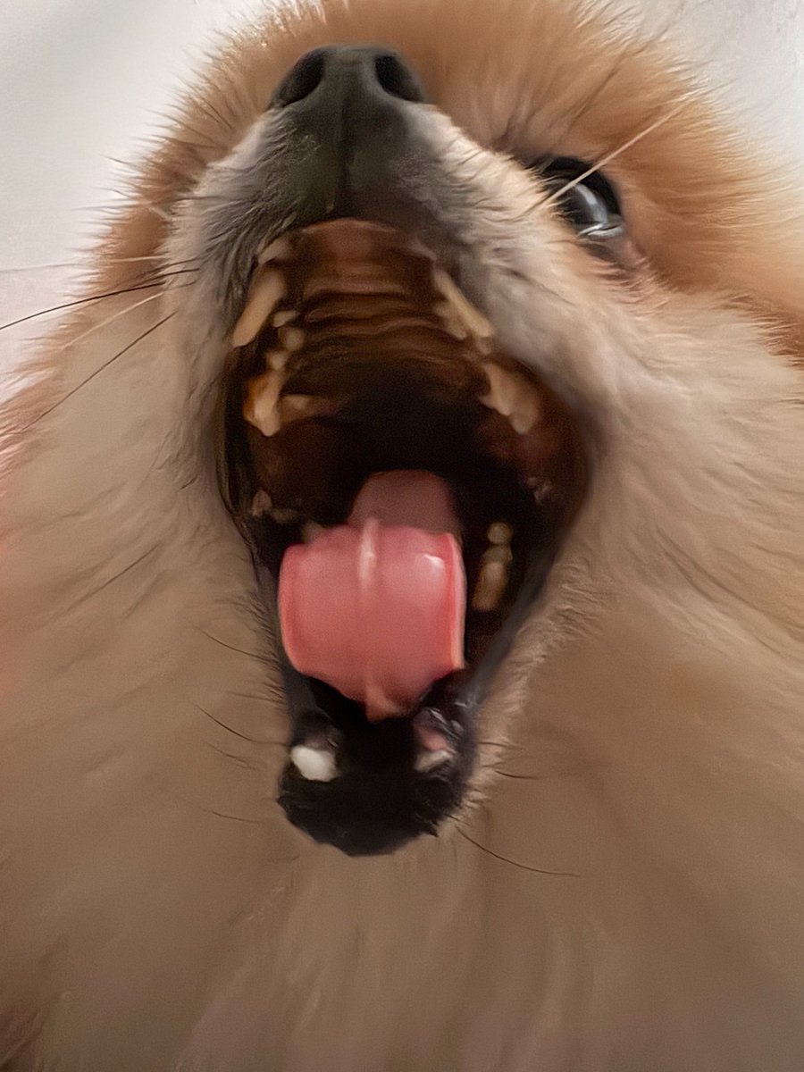 EBIKECHI tweet media