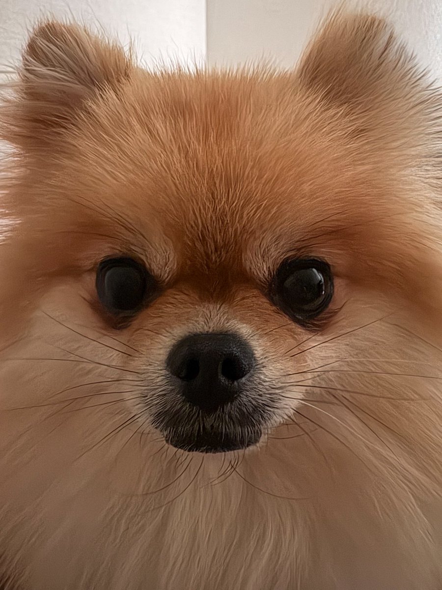 EBIKECHI tweet media