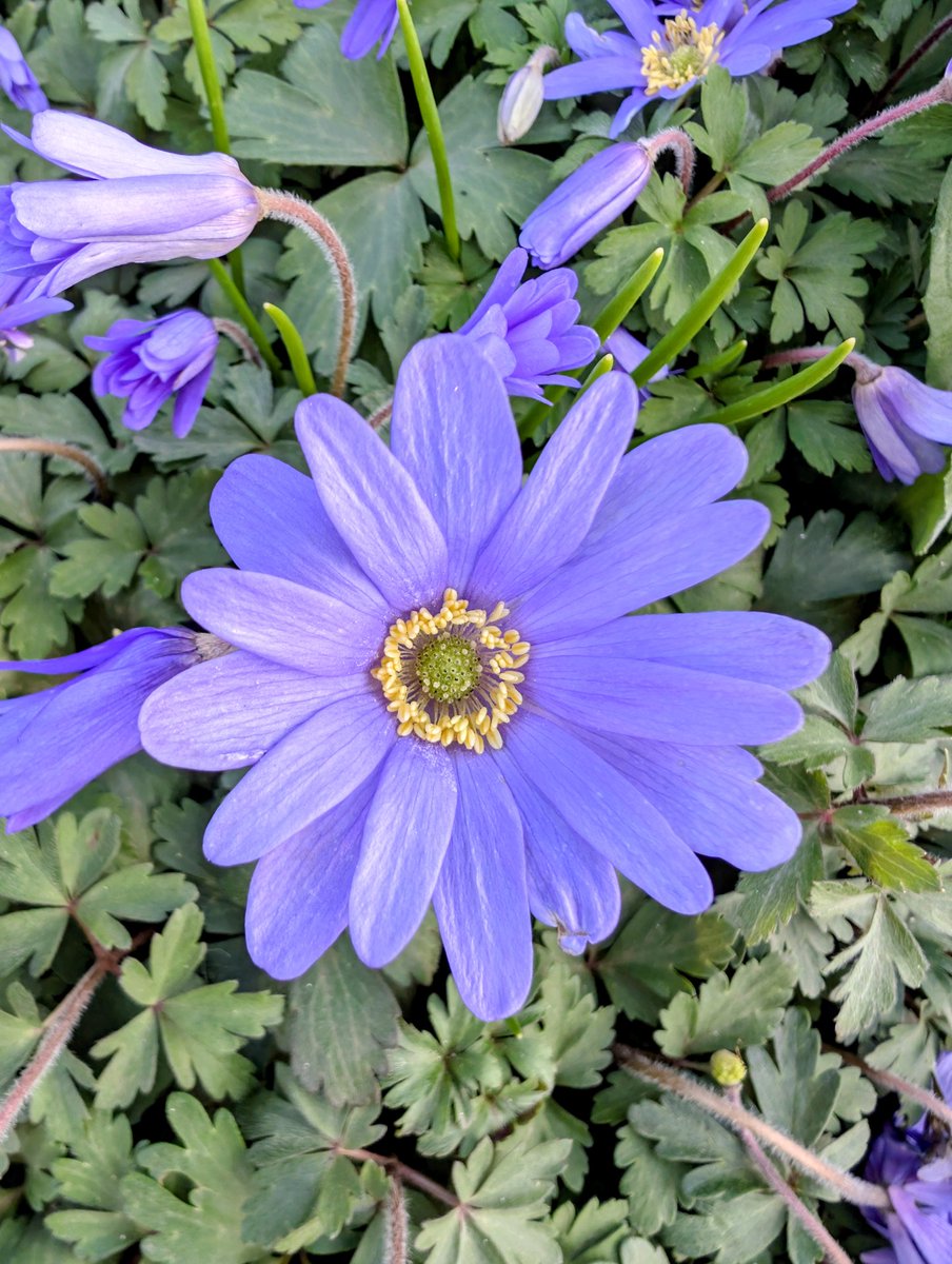 Papadopolis tweet media