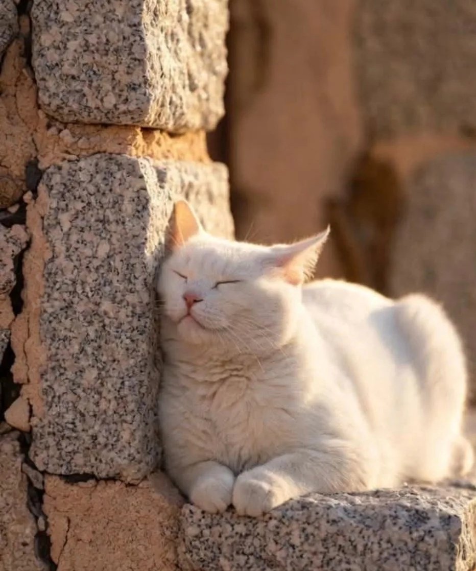 𝕁𝕦𝕒𝕟𝕒 𝕃𝕒 𝕃𝕠𝕔𝕒 tweet media