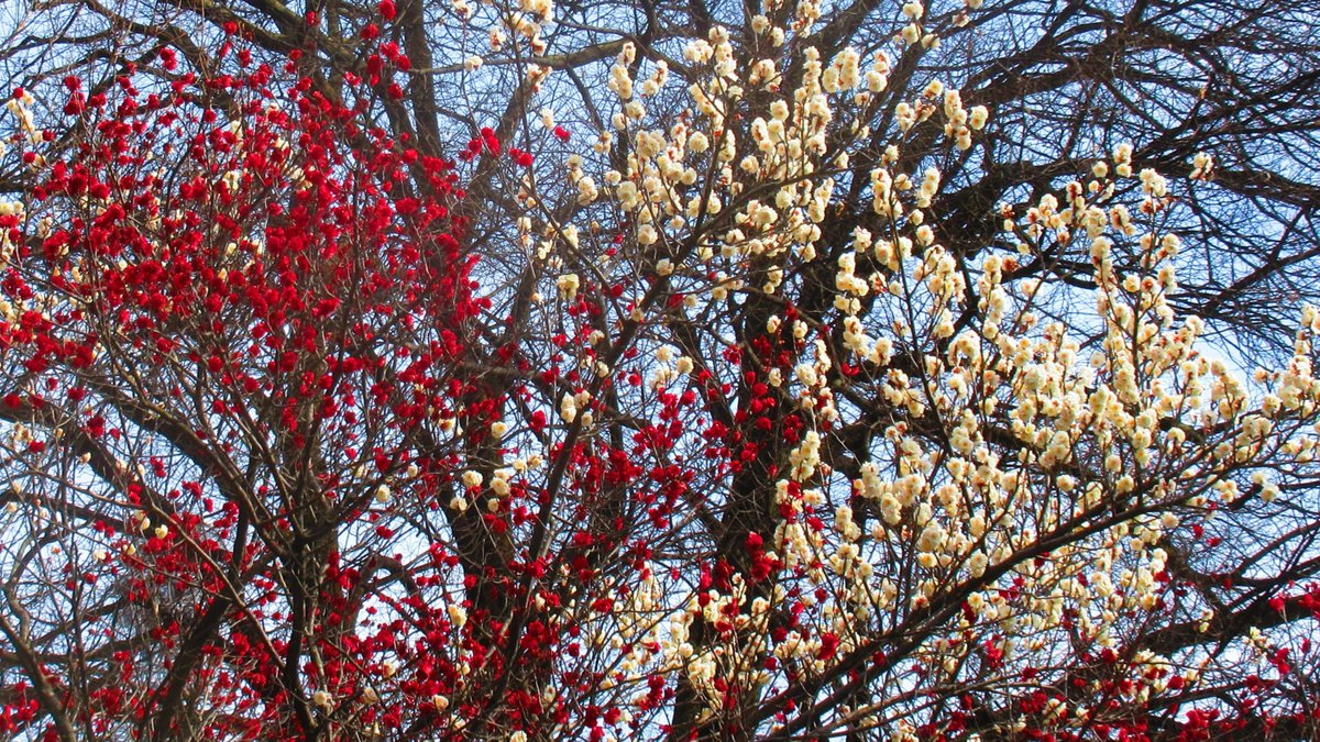 の☆ ⚠通知非表示不達お急ぎの方DMへ tweet media