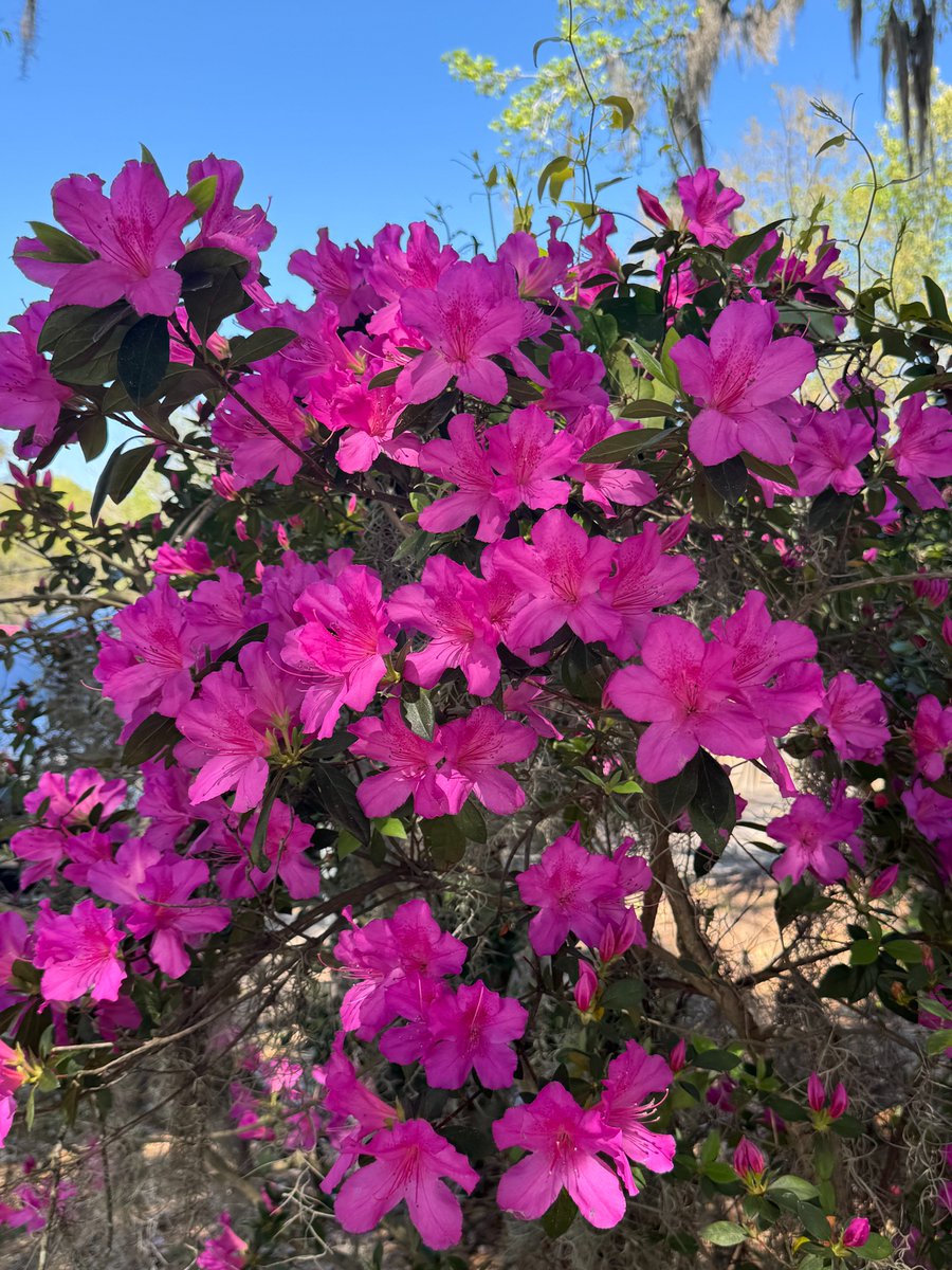Richmond_HillGA's tweet image. Spring has officially entered the chat 🌺🌼
Cue the fresh blooms and more sunshine! 🌱🌞#wearerichomdhill #firstdayofspring #hellospring