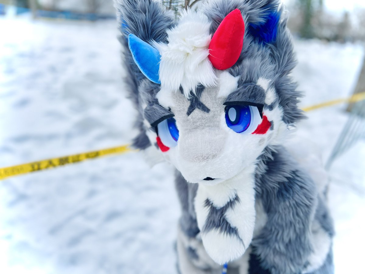 2c0hnjhkrXnu7XA's tweet image. #furry  #fursuit #FurryFriend 
⛄️❄️雪だ