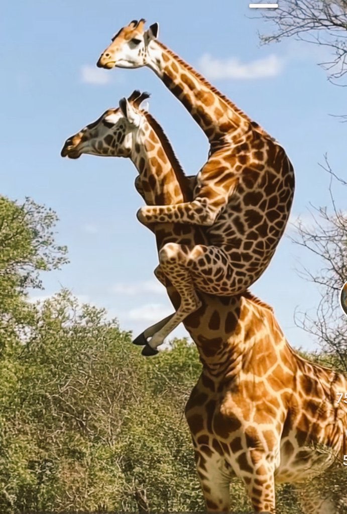 kokii🦋 tweet media