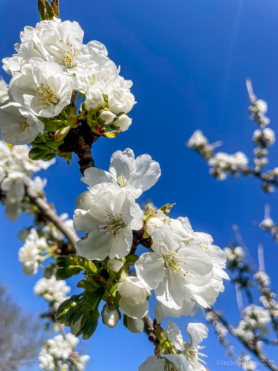 Le ciel est bleu tweet media