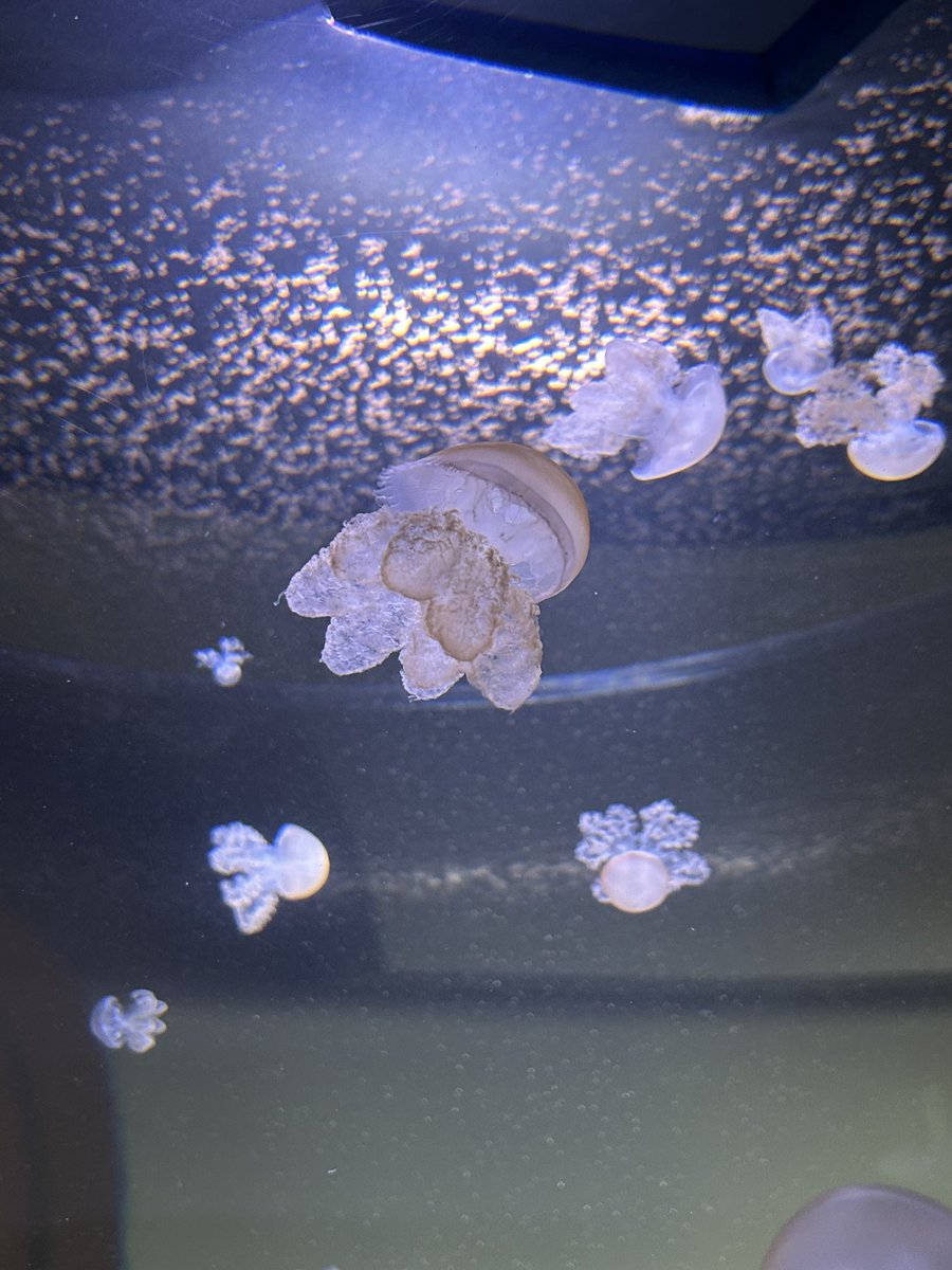 The King-Quahog tweet media