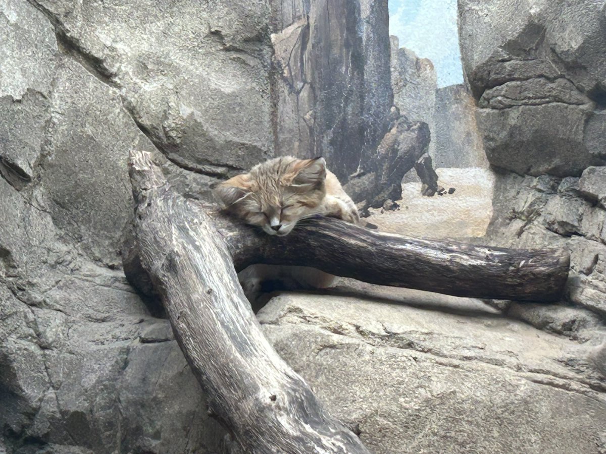 The King-Quahog tweet media