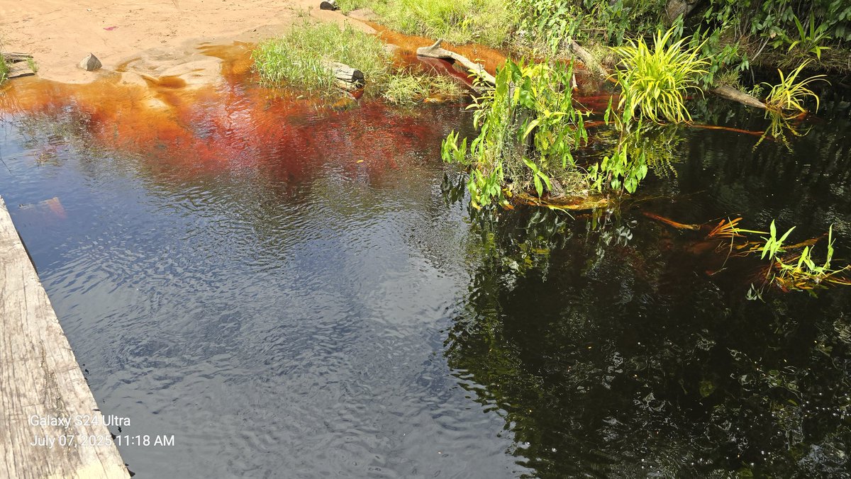 Bitcoin Timber tweet media