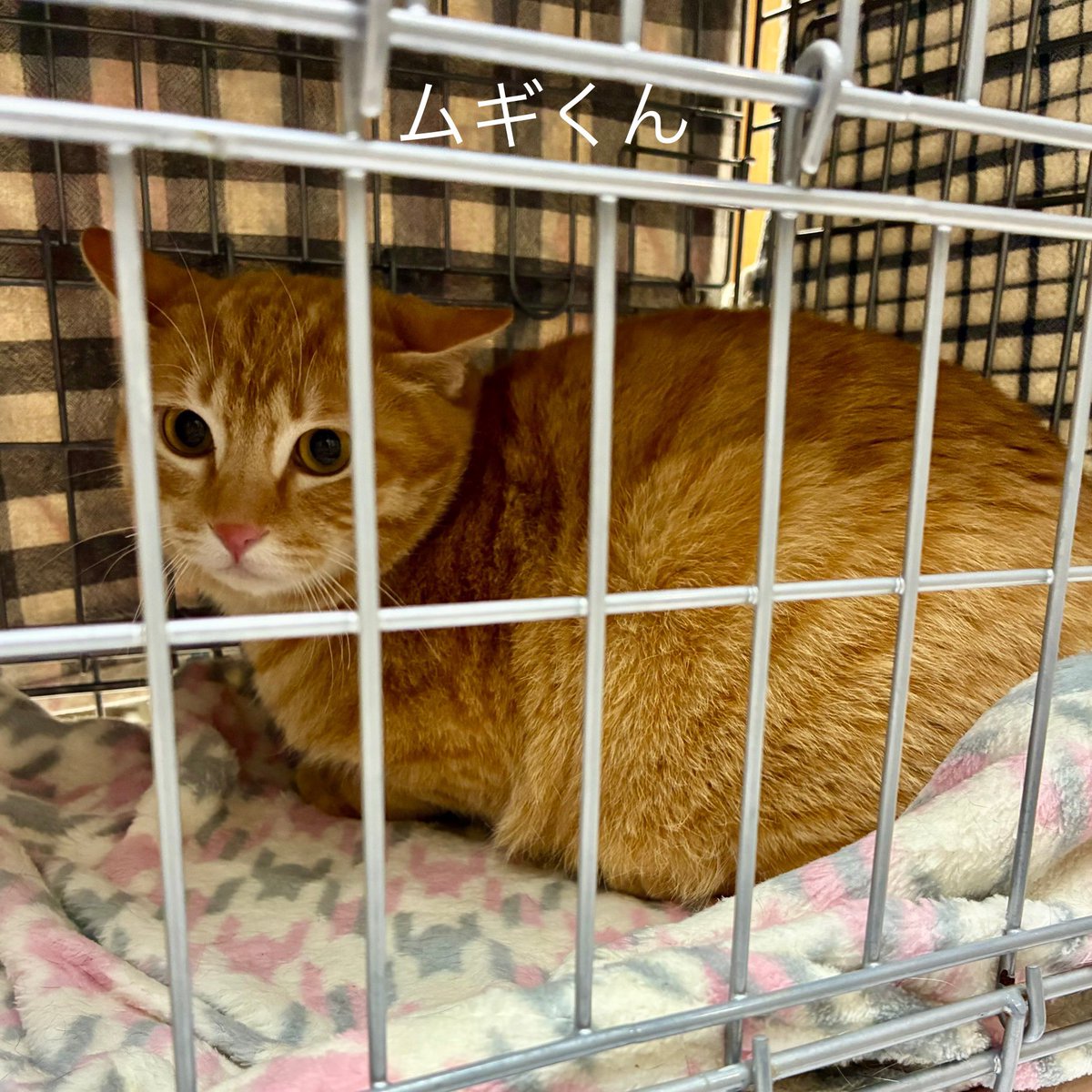 陽だまり猫の会－東京都あきる野市－ tweet media