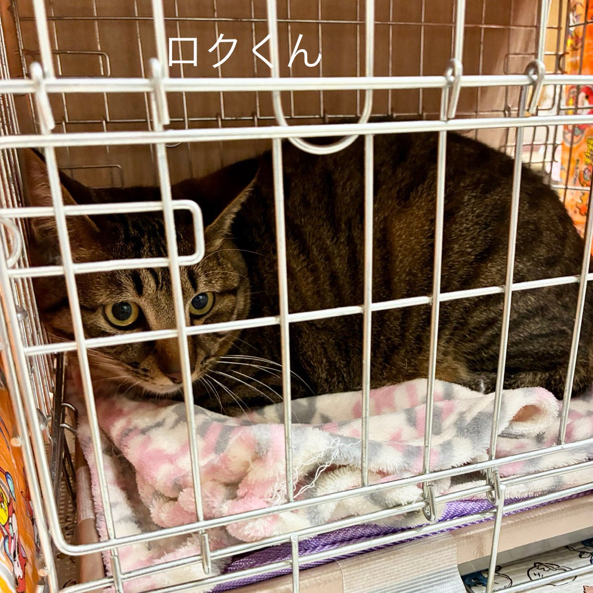 陽だまり猫の会－東京都あきる野市－ tweet media