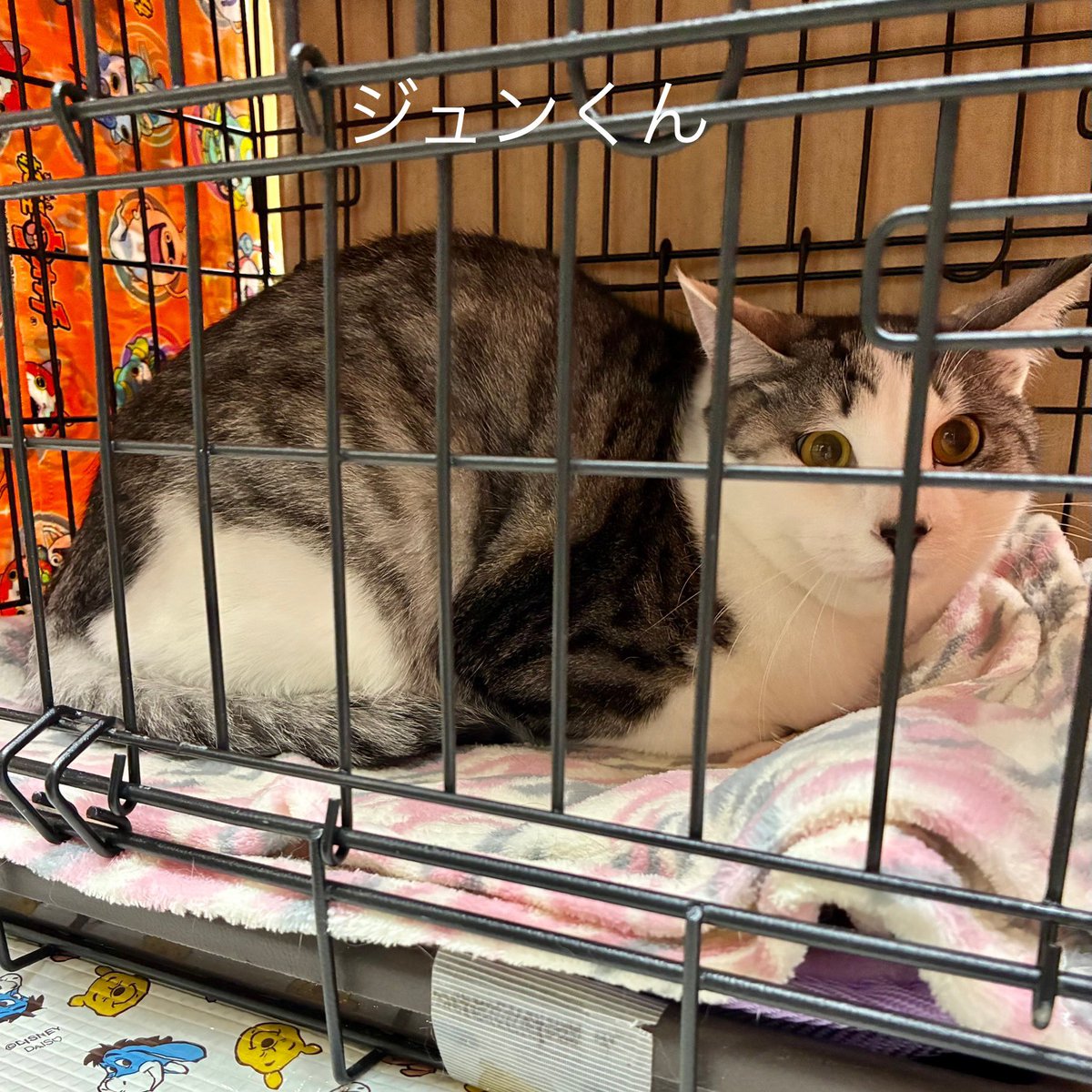 陽だまり猫の会－東京都あきる野市－ tweet media