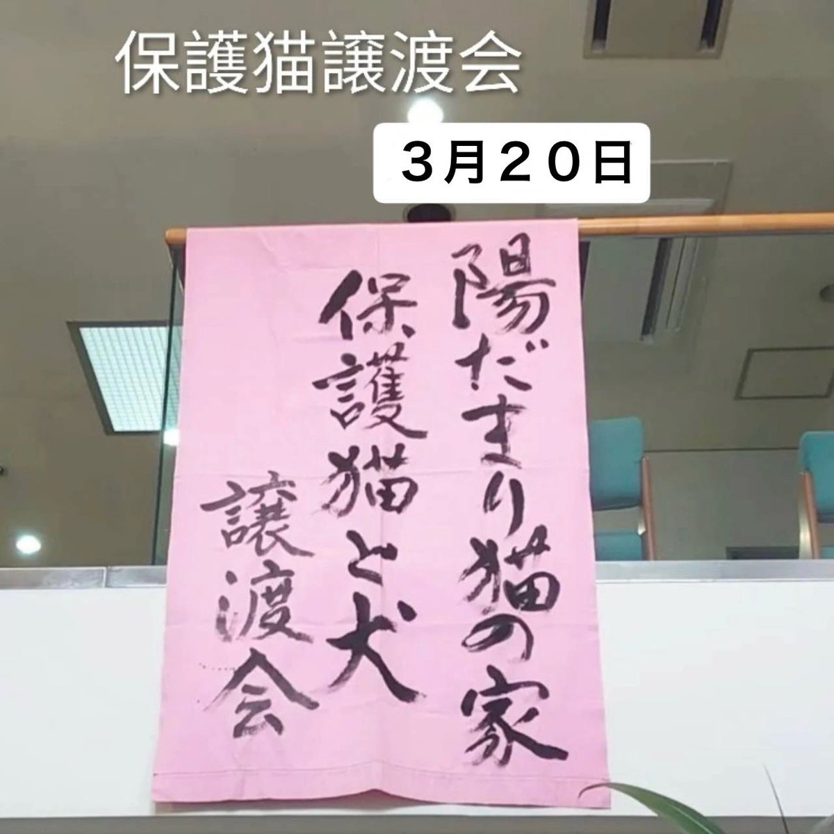 陽だまり猫の会－東京都あきる野市－ tweet media
