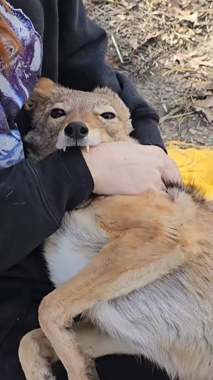 KalahariRocks tweet media