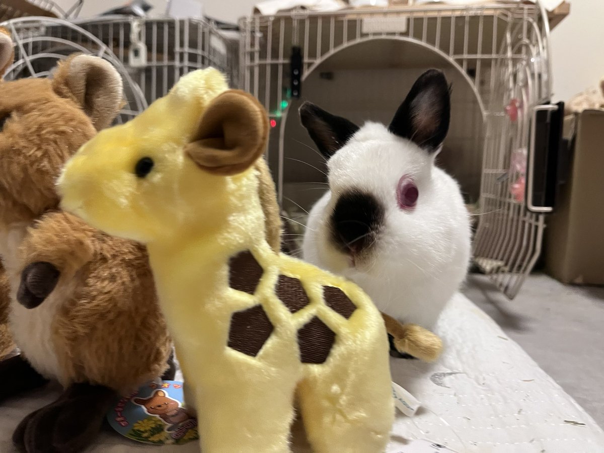 ๐ ้ฆใกใใ ๐ tweet media