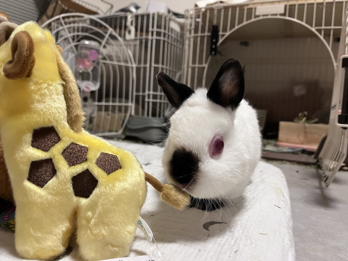 ๐ ้ฆใกใใ ๐ tweet media