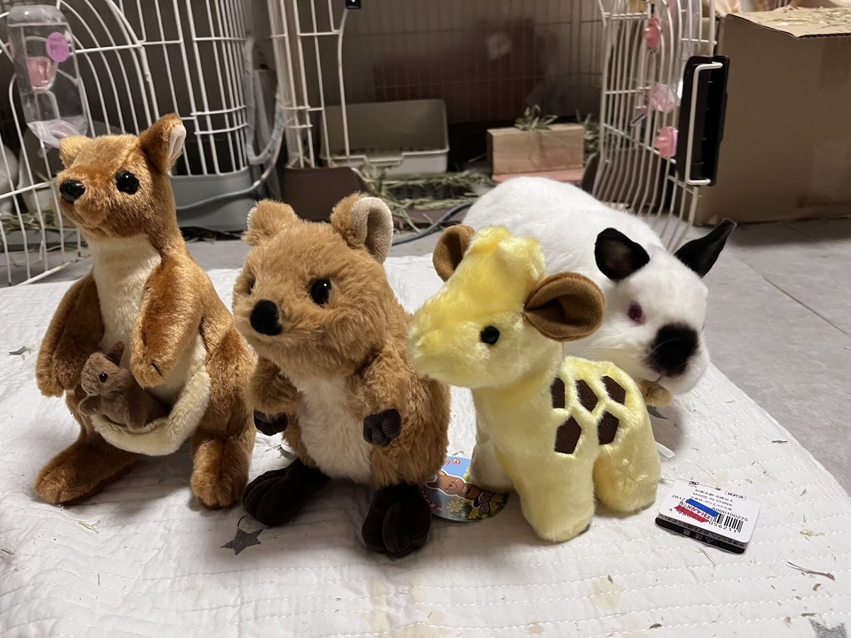 ๐ ้ฆใกใใ ๐ tweet media