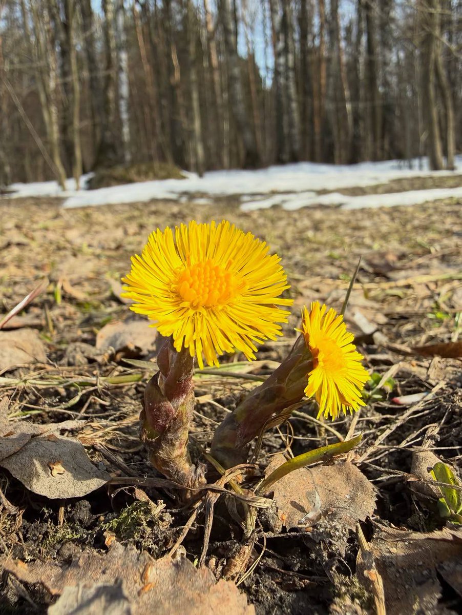 🌺SVETLANA☀ tweet media