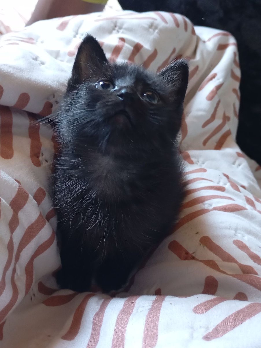 Black cats are not bad luck tweet media