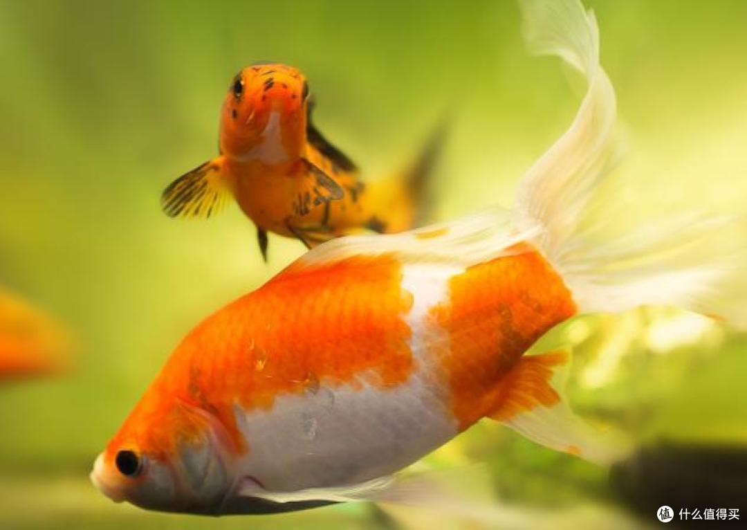 abhishek tweet media