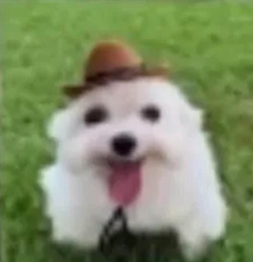 pepo ॐ tweet media