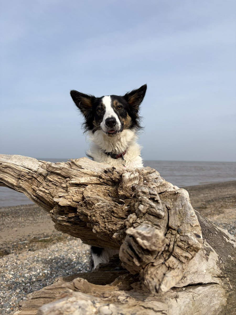 Puppy Bess and Auntie Kes tweet media