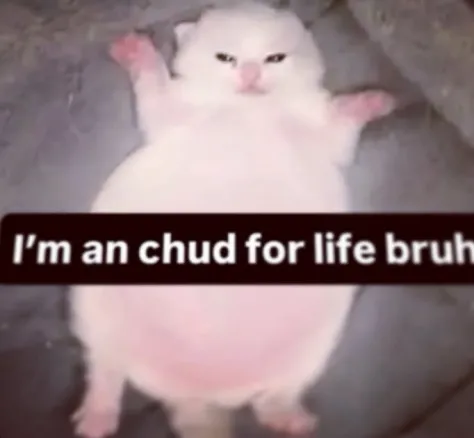 FurryFollowing tweet media