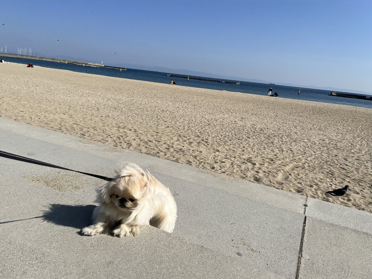 【わた報】どうしても砂いきたい犬