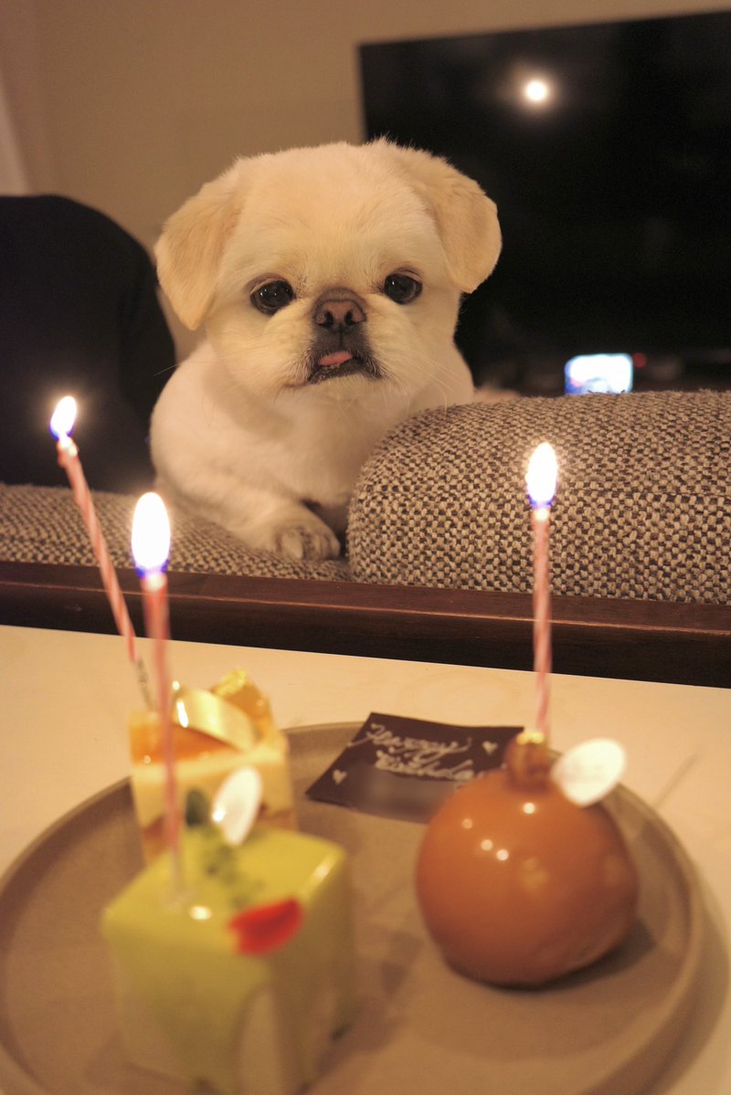 人間の誕生日ケーキも自分のと思ってるゆえ、火が灯されるといつも呆然としている