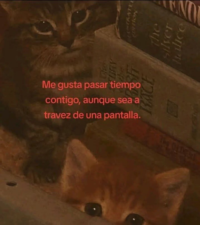 Mundo de Bigotes tweet media