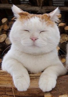 ふじま tweet media