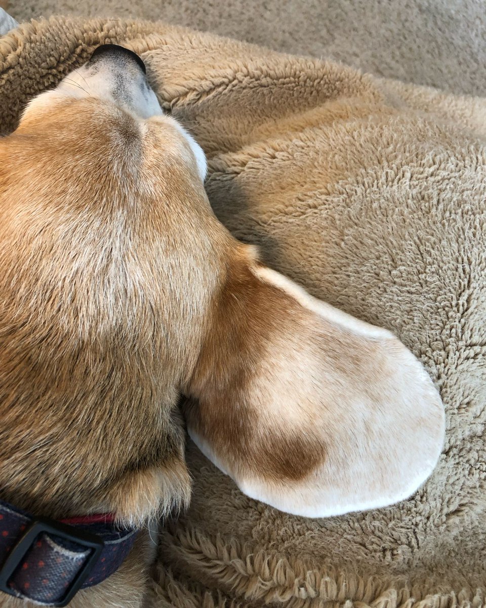 Beagle Facts tweet media