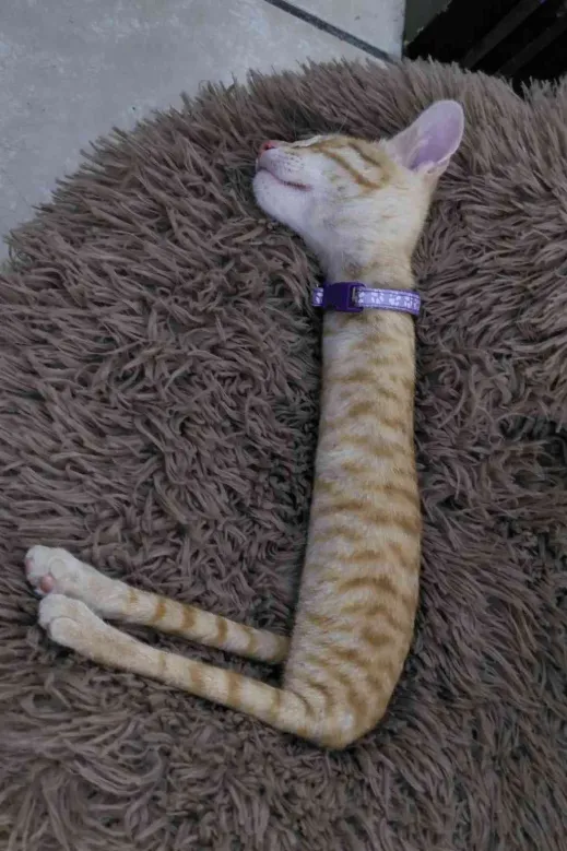 FurryFollowing tweet media