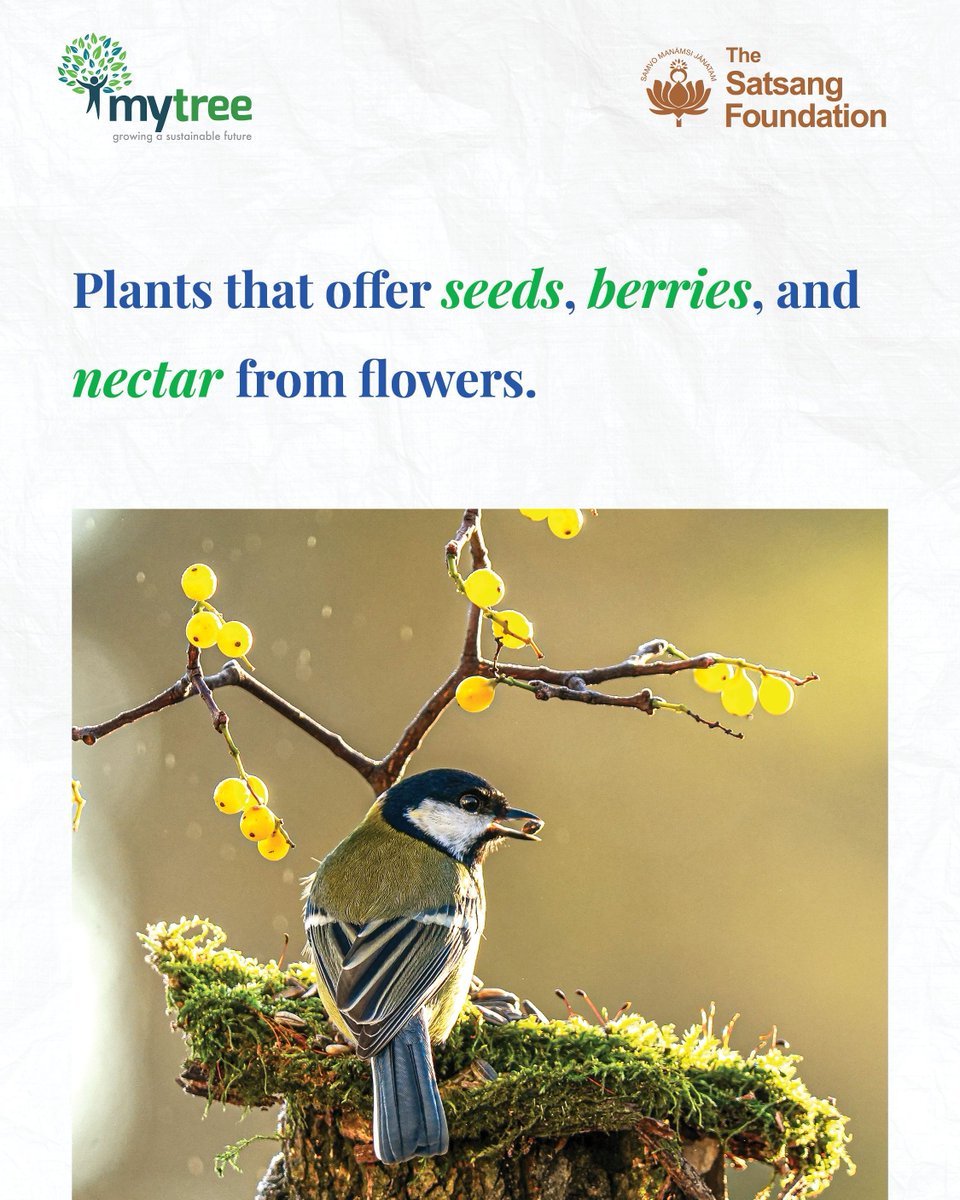 SatsangTweets's tweet photo. Tell us if you have created a Maitri space for our feathered friends here: https://t.co/oCXVSuY74C
Write at connect@satsang-foundation.org to work with us in healing our living environment.
#TheSatsangFoundation #MyTree #Maitri #WingedFriends #Environment #Sustainability https://t.co/3x8oZsFtsT
