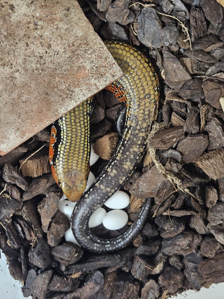 skinks_kj's tweet photo. 20260320
今年第一批的火焰石龍子蛋
今年初のフェイヤースキンクの産卵
​First clutch of Fire Skinks this year
​#火焰石龍子 #ファイヤースキンク #Mochlusfernandi #火焰石龍子 https://t.co/rjuSkgjz4K