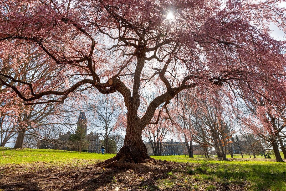 Cornell University tweet media