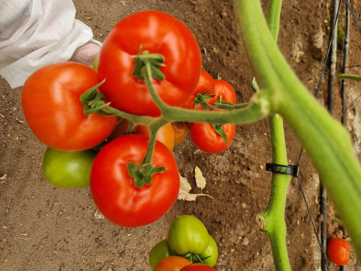 FHALMERÍA 🌱 tweet media