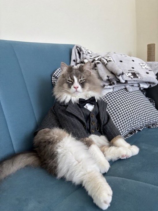 Kedi sahipleri bayram şekerlerini hazırladı.