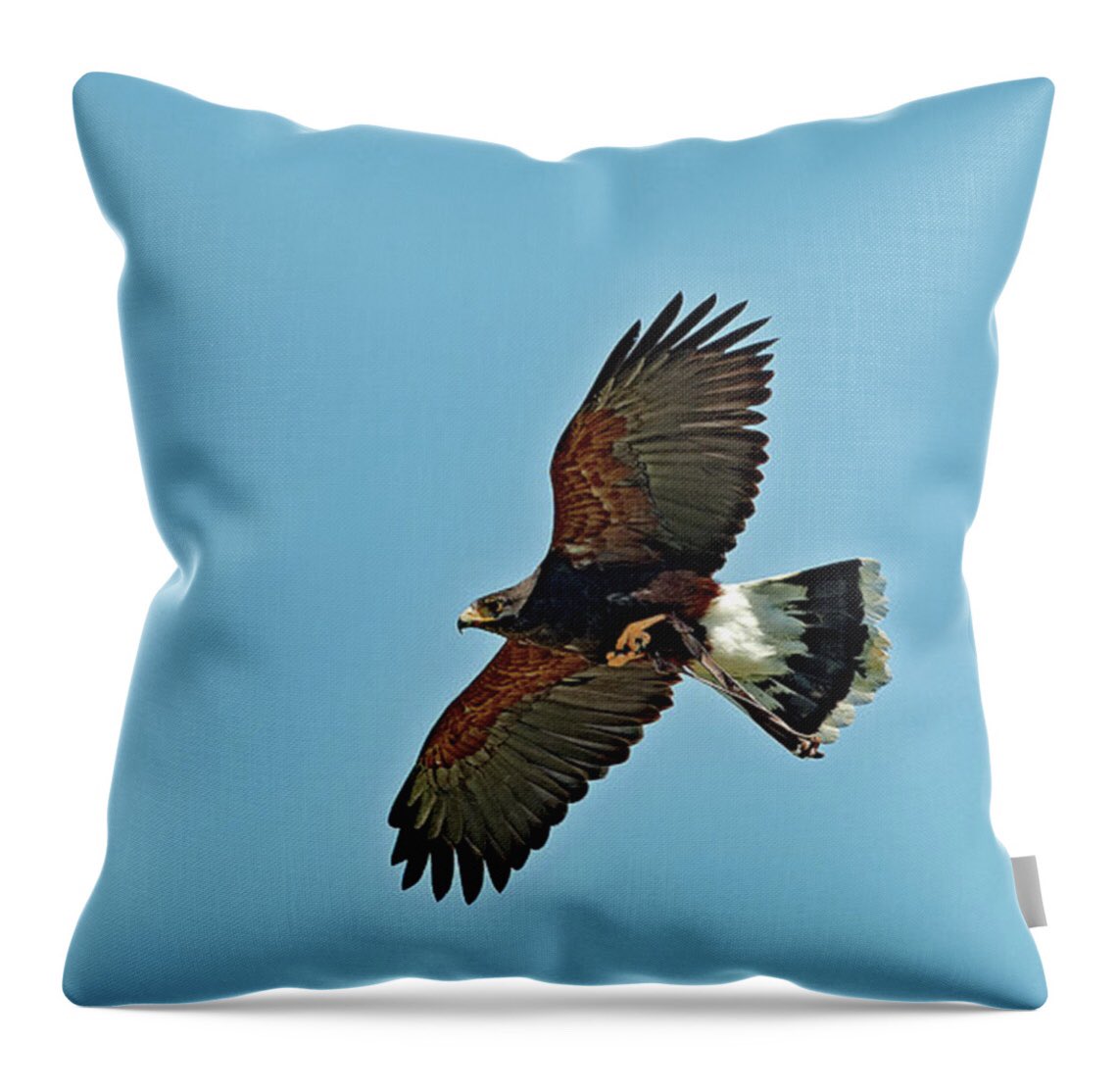 shonna99784's tweet image. Harris’s Hawk in Flight - Throw Pillow shonna-hawkins.pixels.com/featured/harri…

#HarrissHawk #Flight #Hawk #Raptor #BirdOfPrey #ThrowPillow #HomeDecor #Gifts #GiftIdeas #BuyIntoArt #ShonnaHawkinsPhotography