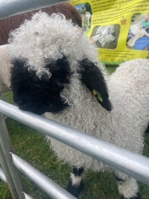 Three Lane Ends Academy tweet media