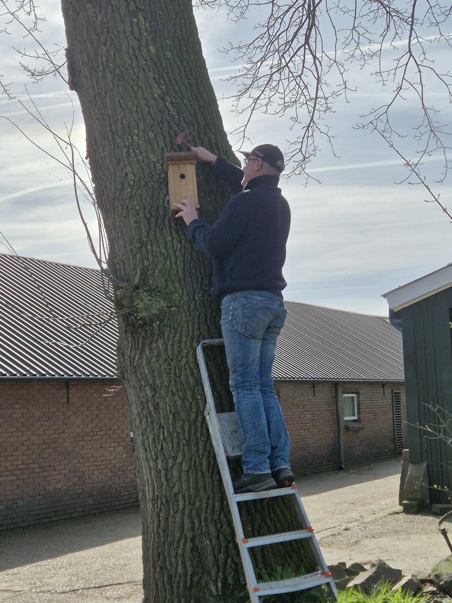 melkgeiten's tweet photo. Bouwen Bouwen Bouwen
Hier wordt een stad gebouwd voor de vogeltjes op ons erf. Vele #nestkastjes erweer bij geplaatst.
Er zijn weer vele #vogels bijgekomen die ook een onderkomen zochten!
#Natuurbeheer #biodiversiteit
#kijkjeopheterf #bouwen
#platteland https://t.co/fkqHHRx7NL