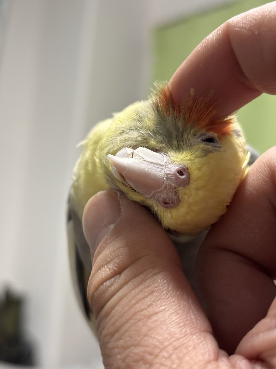 コンピー・インコのびのび〜野生のオカメインコ・セキセイインコ tweet media