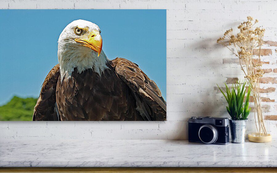 shonna99784's tweet image. Majestic Bald Eagle in Profile - Canvas Print shonna-hawkins.pixels.com/featured/majes…

#Majestic #BaldEagle #Profile #Patriotic #Freedom #BirdOfPrey #CanvasPrint #HomeDecor #FineArt #ShonnaHawkinsPhotography