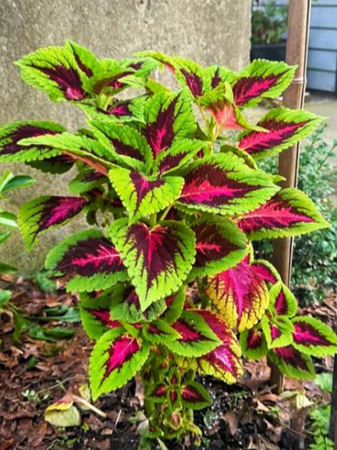 🍂My Green Zone🍃 tweet media