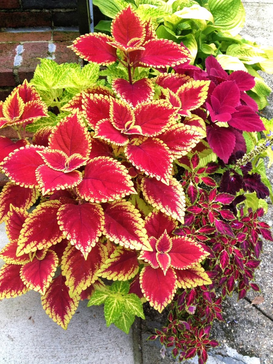 🍂My Green Zone🍃 tweet media